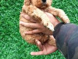 Orjinal American Cocker Bebekler