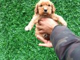 Orjinal American Cocker Bebekler