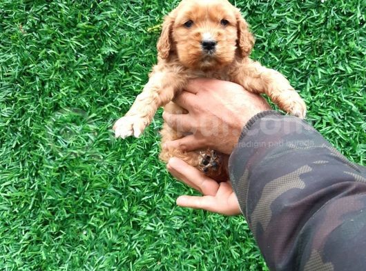 Orjinal American Cocker Bebekler