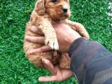 Orjinal American Cocker Bebekler