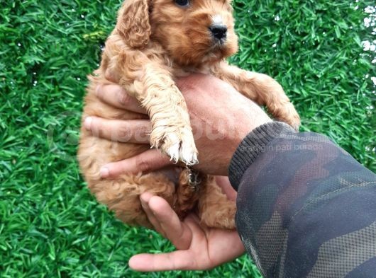 Orjinal American Cocker Bebekler görsel
