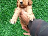 Orjinal American Cocker Bebekler