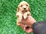 Orjinal American Cocker Bebekler