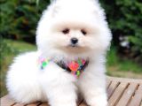 Satılık Pomeranian Boo Teddy Bear Yavrular