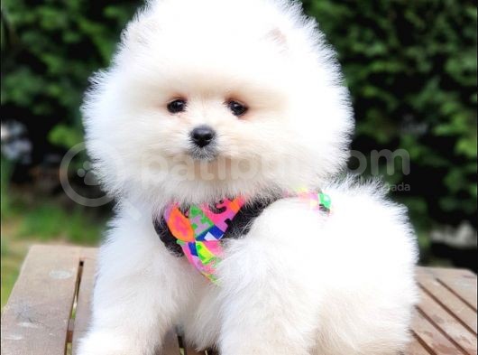 Satılık Pomeranian Boo Teddy Bear Yavrular görsel