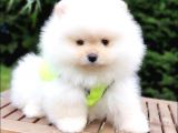 Satılık Pomeranian Boo Teddy Bear Yavrular