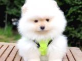 Satılık Pomeranian Boo Teddy Bear Yavrular