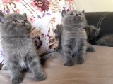 British Shorthair Dişi Ve Erkek Yavrularımız