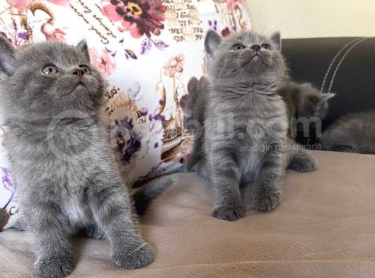 British Shorthair Dişi Ve Erkek Yavrularımız görsel