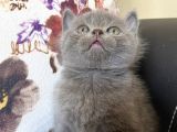 British Shorthair Dişi Ve Erkek Yavrularımız