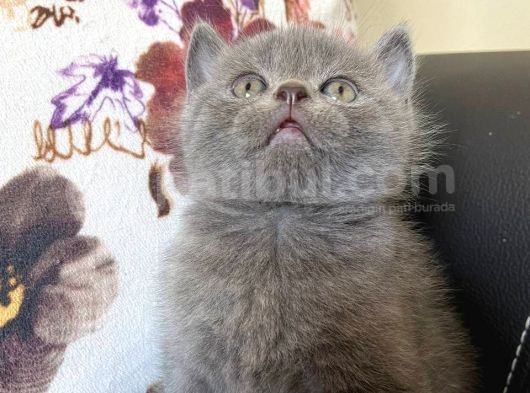 British Shorthair Dişi Ve Erkek Yavrularımız