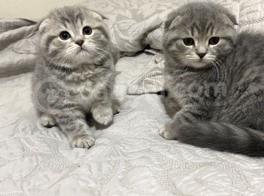 Orjinal Safkan Bebekler Teslime Hazır görsel