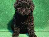 Si̇yahin Asaleti̇ Orji̇nal Poodle Yavrularimiz