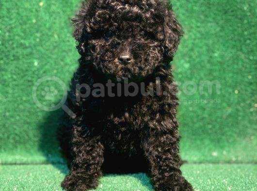 Si̇yahin Asaleti̇ Orji̇nal Poodle Yavrularimiz