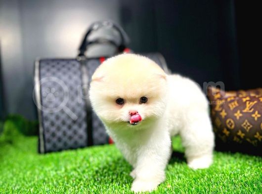 Irk Ve Sağlık Garantili Pomeranian Boo Yavrularımız görsel