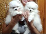 Ayıcık Sevimli Mini Boy Pomeranian Yavrular