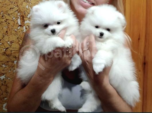 Ayıcık Sevimli Mini Boy Pomeranian Yavrular