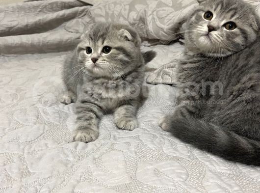 Orjinal Safkan Bebekler Teslime Hazır görsel