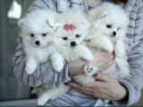 Ayıcık Sevimli Mini Boy Pomeranian Yavrular