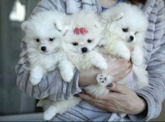 Ayıcık Sevimli Mini Boy Pomeranian Yavrular görsel