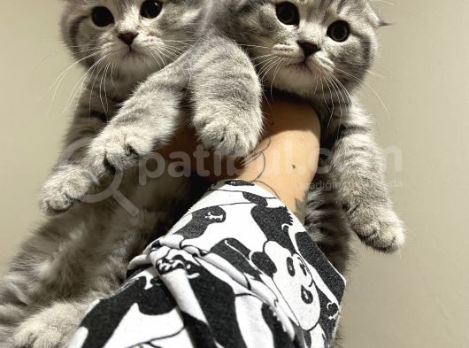 Orjinal Safkan Bebekler Teslime Hazır