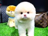 Irk ve Sağlık Garantili Pomeranian Boo Yavrularımız