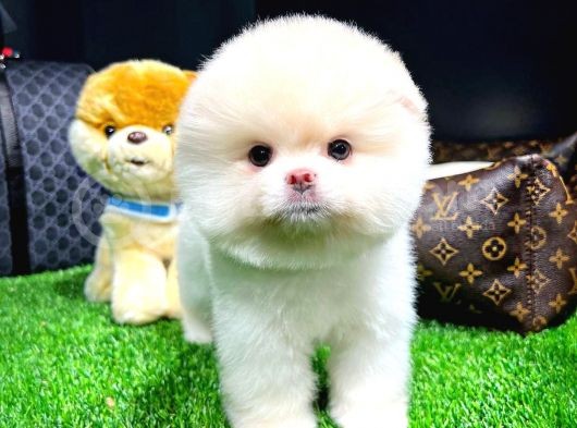 Irk Ve Sağlık Garantili Pomeranian Boo Yavrularımız