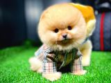 Ayı Surat Pomeranian Boo Yavrularımız