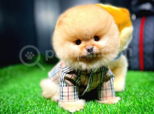 Ayı Surat Pomeranian Boo Yavrularımız