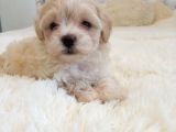 Maltipoo Dizayn Irk Sevimli Yavrular