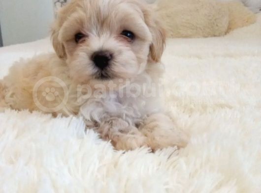 Maltipoo Dizayn Irk Sevimli Yavrular görsel