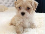 Maltipoo Dizayn Irk Sevimli Yavrular