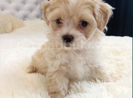 Maltipoo Dizayn Irk Sevimli Yavrular