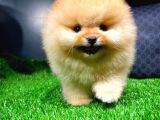 Ayı Surat Pomeranian Boo Yavrularımız