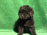 Si̇yahin Asaleti̇ Orji̇nal Poodle Yavrularimiz