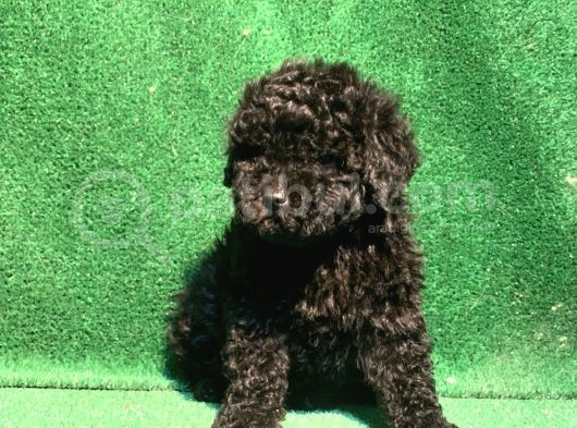 Si̇yahin Asaleti̇ Orji̇nal Poodle Yavrularimiz görsel