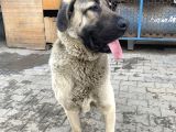 1.5 Yasindaki Kangalim Kurtkoy Sanayi Civarinda Kayboldu