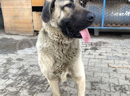 1.5 Yasindaki Kangalim Kurtkoy Sanayi Civarinda Kayboldu görsel