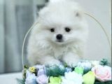 Ayıcık Sevimli Mini Boy Pomeranian Yavrular