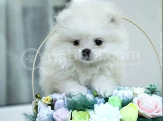 Ayıcık Sevimli Mini Boy Pomeranian Yavrular görsel