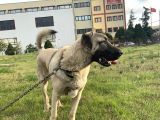 1.5 Yasindaki Kangalim Kurtkoy Sanayi Civarinda Kayboldu