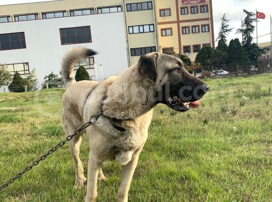 1.5 Yasindaki Kangalim Kurtkoy Sanayi Civarinda Kayboldu