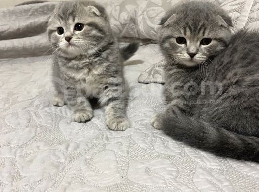 Orjinal Safkan Bebekler Teslime Hazır görsel