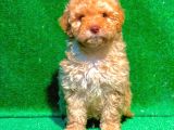 Etki̇leyci̇ Güzelli̇kte Apri̇cot Poodle