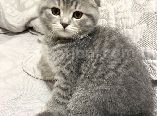 Orjinal Safkan Bebekler Teslime Hazır görsel