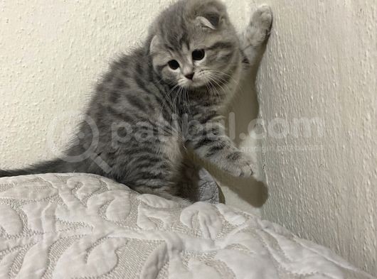 Orjinal Safkan Bebekler Teslime Hazır görsel