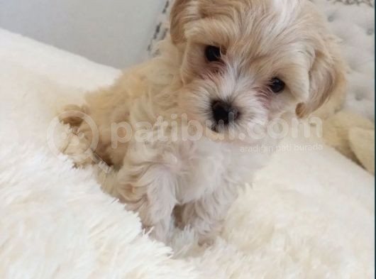 Maltipoo Dizayn Irk Sevimli Yavrular görsel