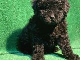 Si̇yahin Asaleti̇ Orji̇nal Poodle Yavrularimiz