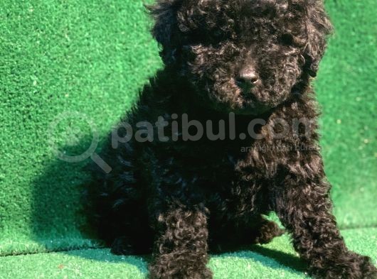Si̇yahin Asaleti̇ Orji̇nal Poodle Yavrularimiz görsel