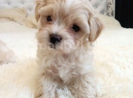 Maltipoo Dizayn Irk Sevimli Yavrular görsel